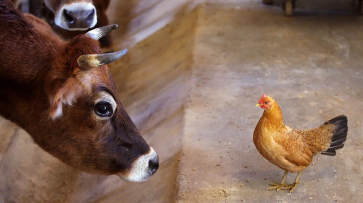 Корова и курица. Животные сельского хозяйства. Сельскохозяйственные животные фото. Корова и петух.