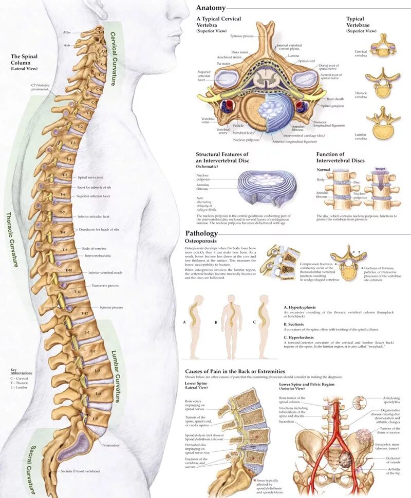 Позвоночник по отделам с номерами. Позвоночник человека строение нумерация позвонков. Строение позвоночника человека схема. Схема позвонков человека нумерация. Строение позвоночника человека схема с обозначениями.
