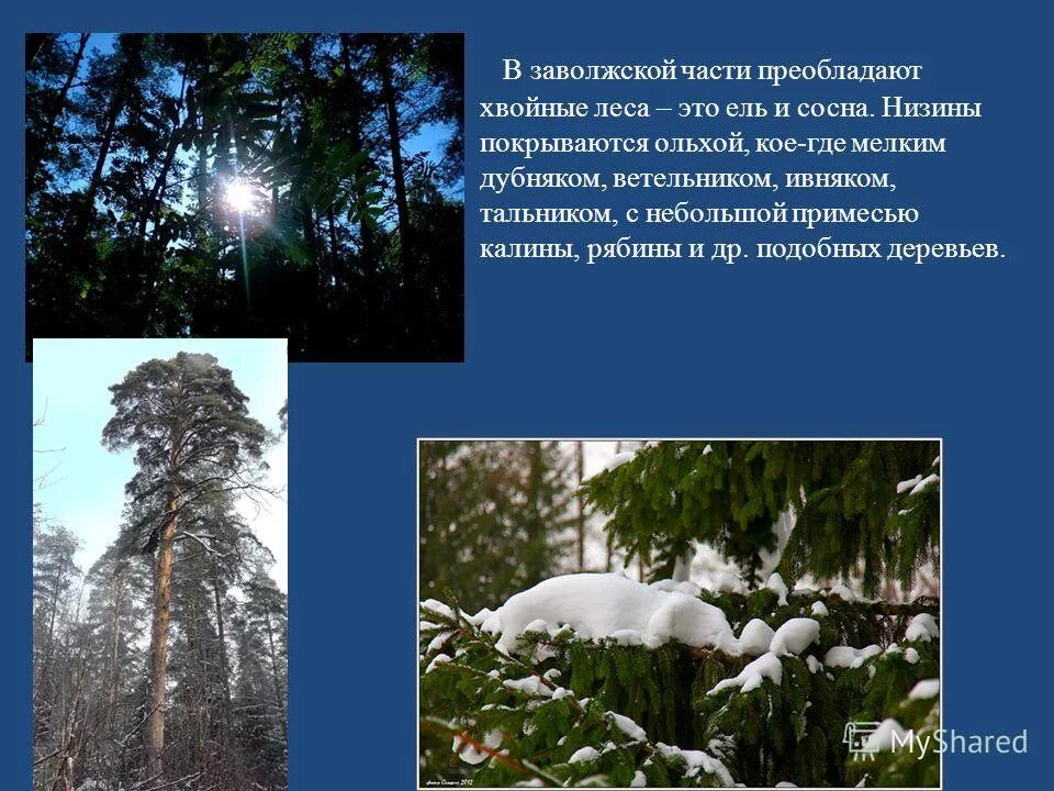 преобладающий вид елового леса