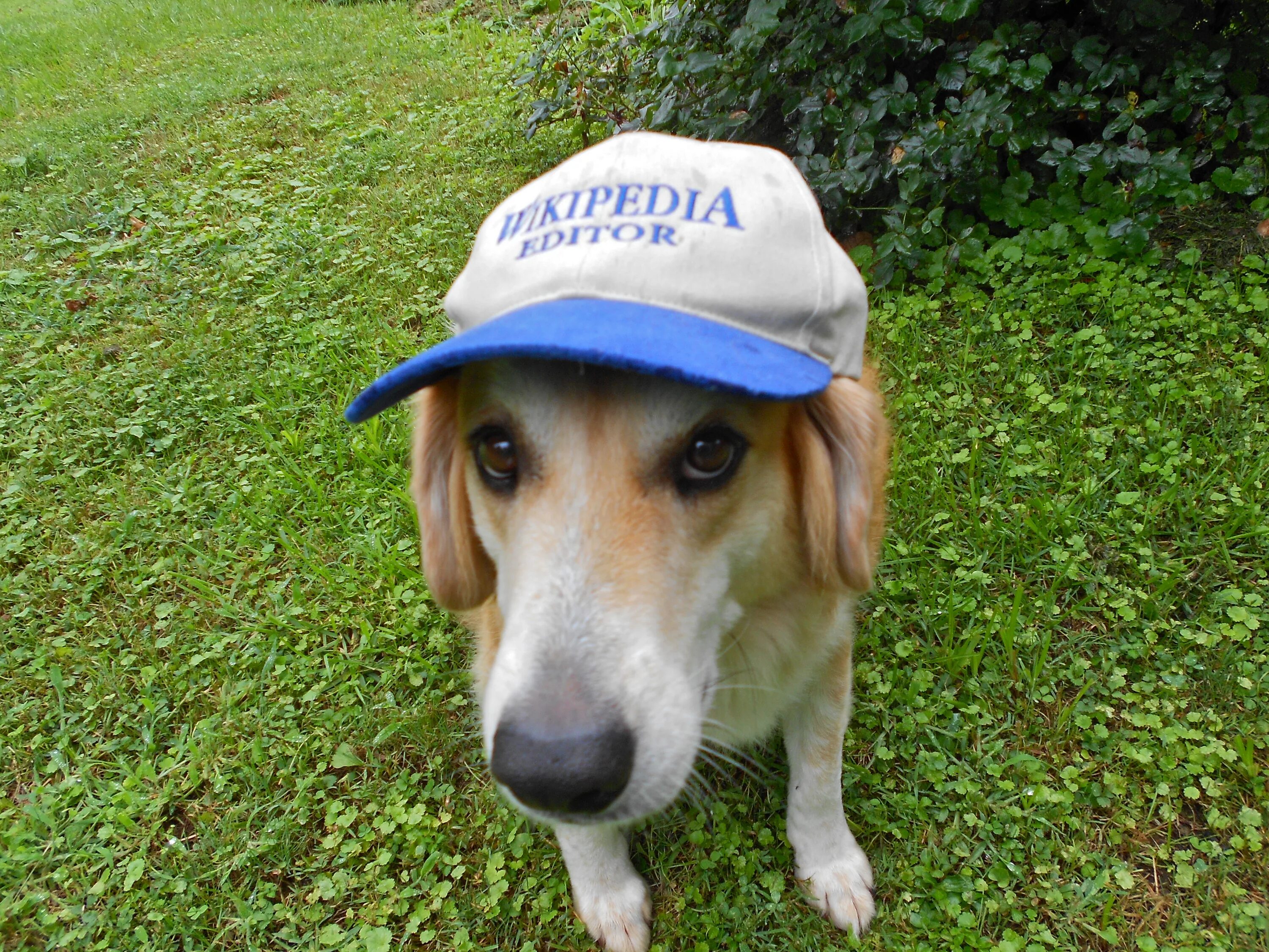 Бигль золотистый. Собака вики со стоником. Dogs wiki. Сайкс пес барнаби. Щенок на улице.