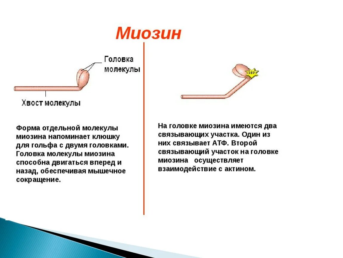 Белок миозин 2. Актин и миозин строение функции. Структура актина и миозина. Структура и функции миозина. Миозин структура белка.