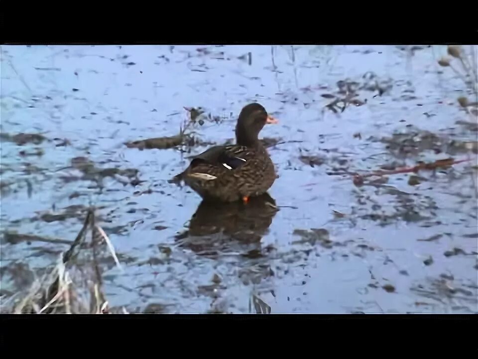 Подсадной уткой весной видео. Селезень с подсадной уткой. Охота на утку с подсадной уткой. Охота с подсадной уткой весной на селезня. Охота с подсадной уткой весной.