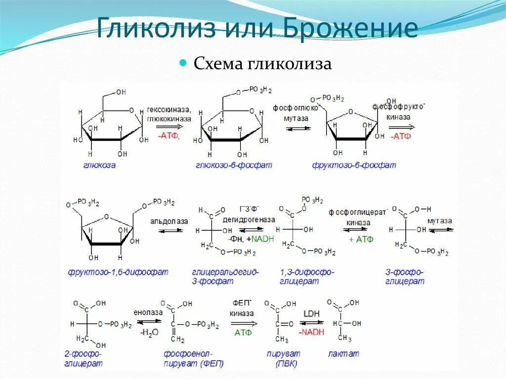 Превращение атф и синтез глюкозы. 2 стадия гликолиза. схема реакции аэробного гликолиза глюкозы. образование пирувата в гликолизе. аэробный гликолиз формула.