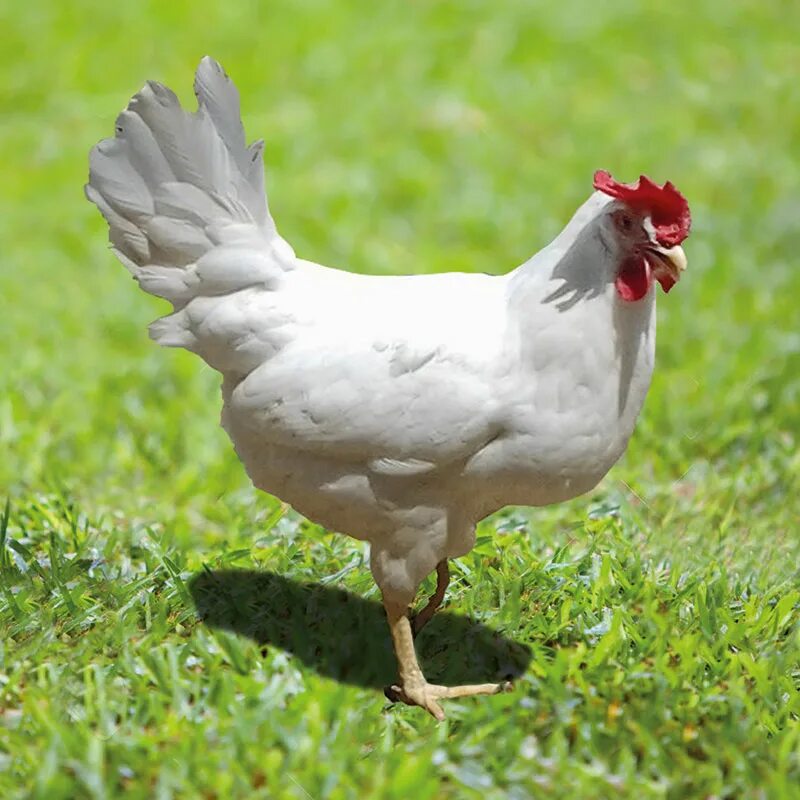 Best Chicken Breeds For Egg Laying - The Most Reliable Egg Producers Chicken bre