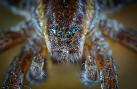 Original spiders