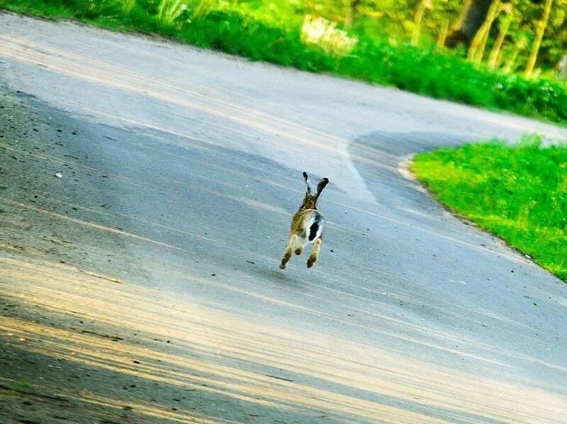 Заяц на дороге. Кролик на дороге. Заяц перебегает дорогу. Заяц бежит.