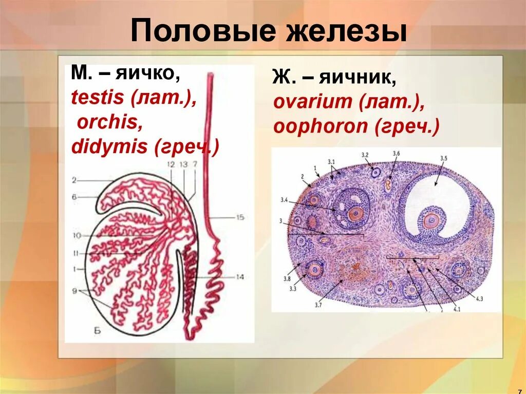 Мужские половые яичники. Внешнее строение яичника. Яичники и семенники.