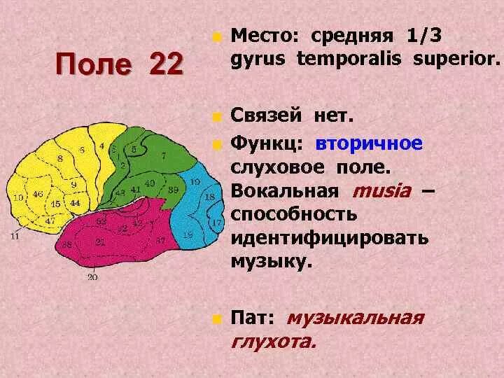 Жака дюкло сосновка парк. Карта полей мозга по бродману. Трава для гольф поля. Шашки десятое королевство. 10 и 42 поле.