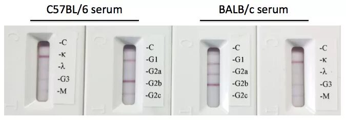 Mouse Laboratory c57bl. Morphine Mouse monoclonal antibody [Clone ID: bdi263], 1 MG; ORIGENE am00981pu-n. Anti-estrogen receptor α, Clone f3-a (Mouse monoclonal).