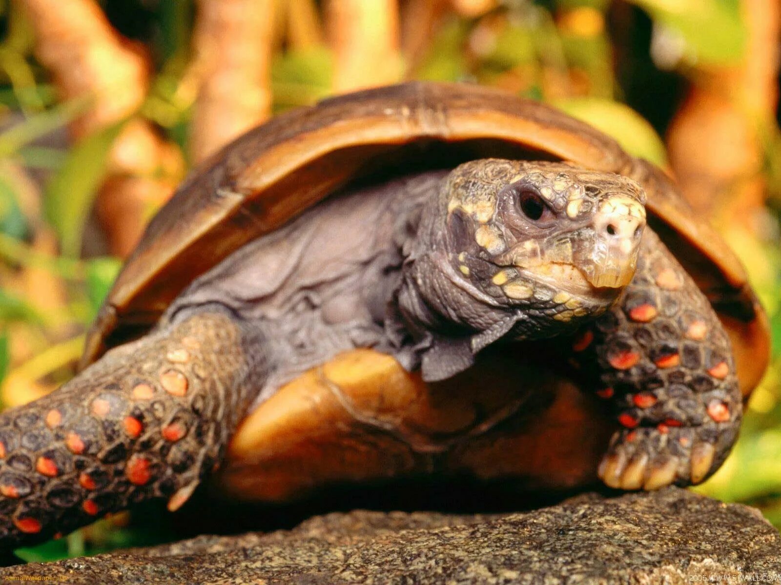 Красивая черепаха. Мадагаскарская клювогрудая черепаха. Угольная черепаха (Chelonoidis carbonaria). Желтоногая черепаха шабути. Капская крапчатая черепаха.