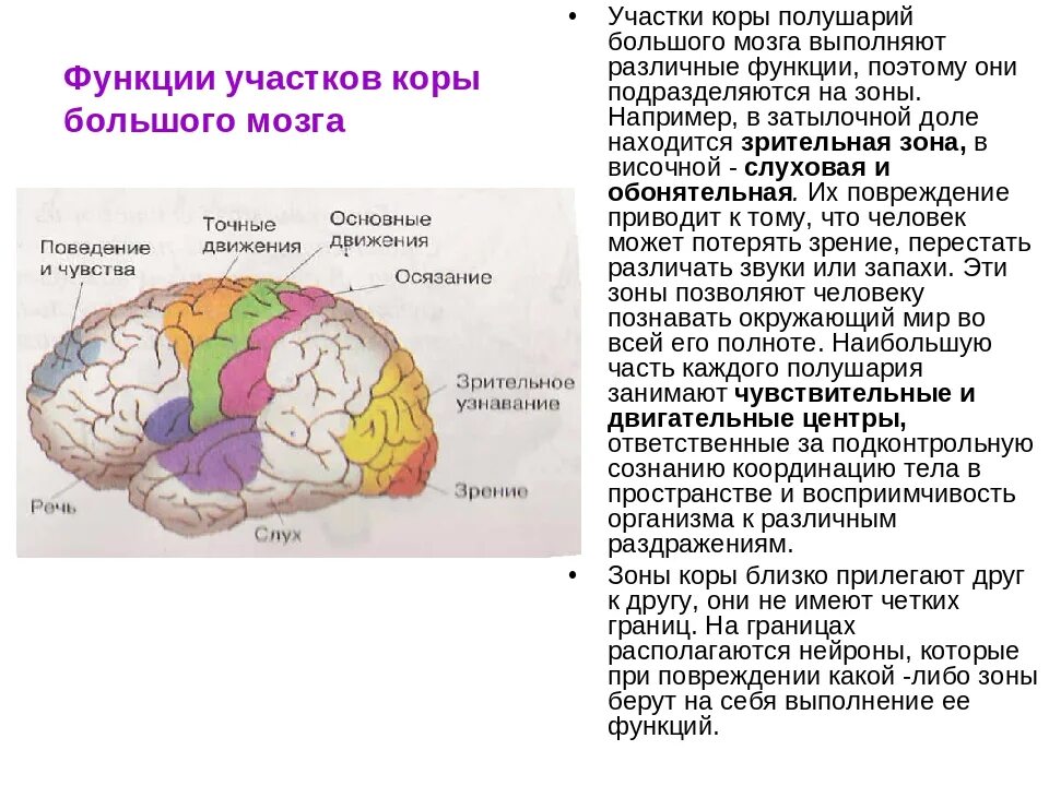 Расположение долей коры больших полушарий. Функции зон коры головного мозга. Корковые центры коры головного мозга таблица.