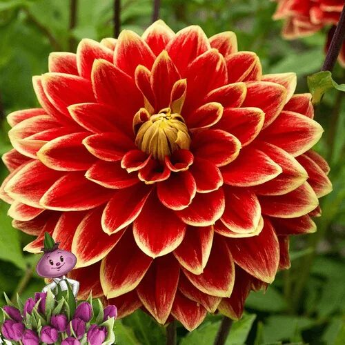 Георгин максим фото георгин Maxime, DECORATIVE DAHLIA, purple/edge light. Петрофлора