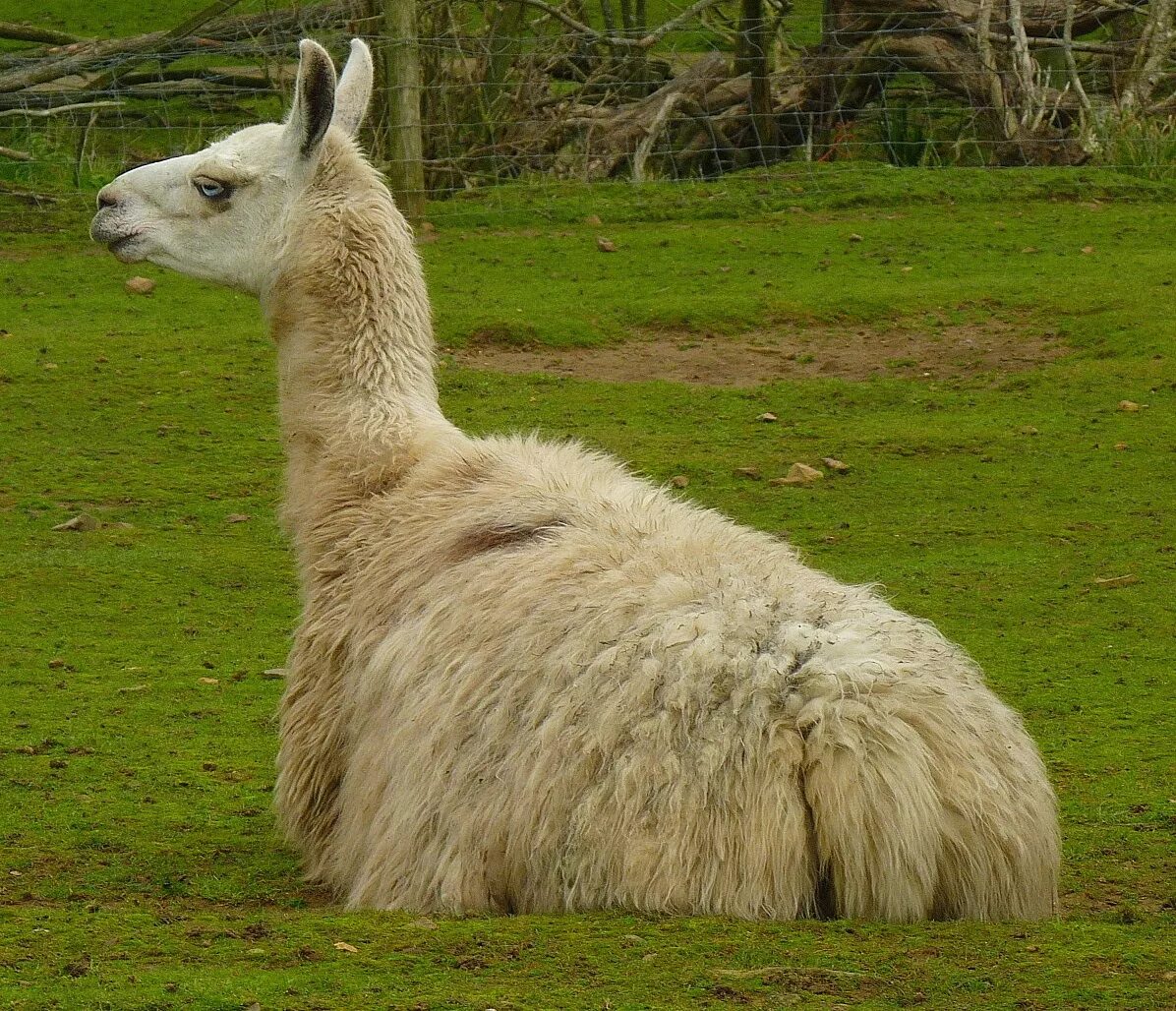 Llama2