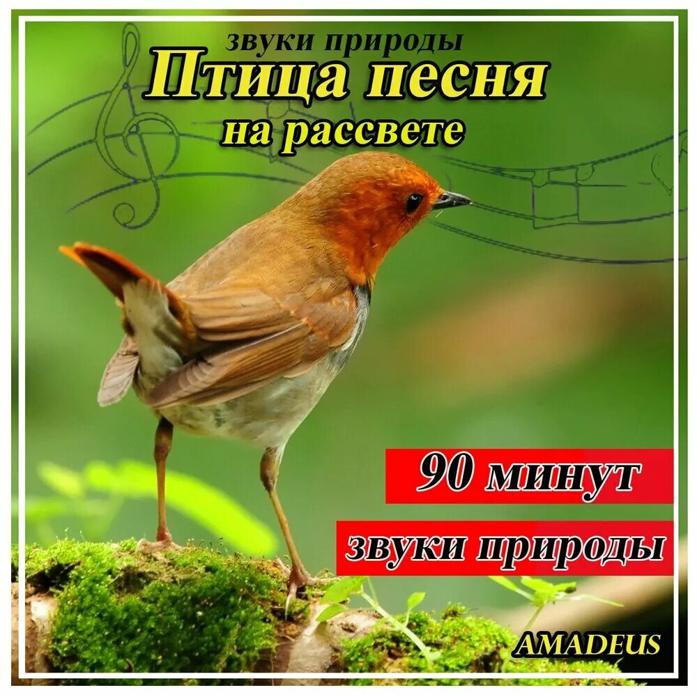 Звуки природы. Громкие звуки в природе. Голос природы. Nature Sounds звуки природы.