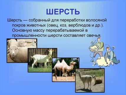 Какие животные дают человеку шерсть