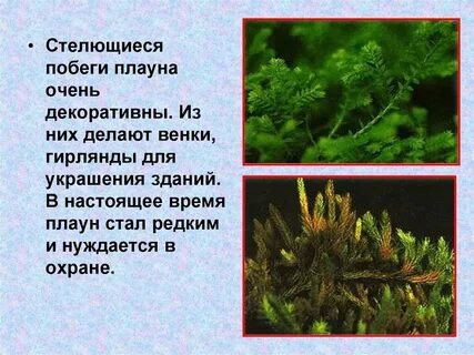Общие признаки моховидных и папоротникообразных растений