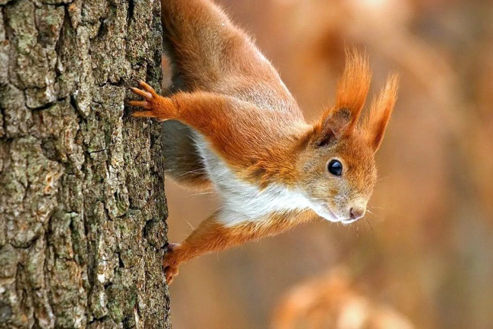 Обыкновенная белка. Белка обыкновенная – Sciurus vulgaris. Белка Федюшина. Белка обыкновенная рыжая. Легендарная белка