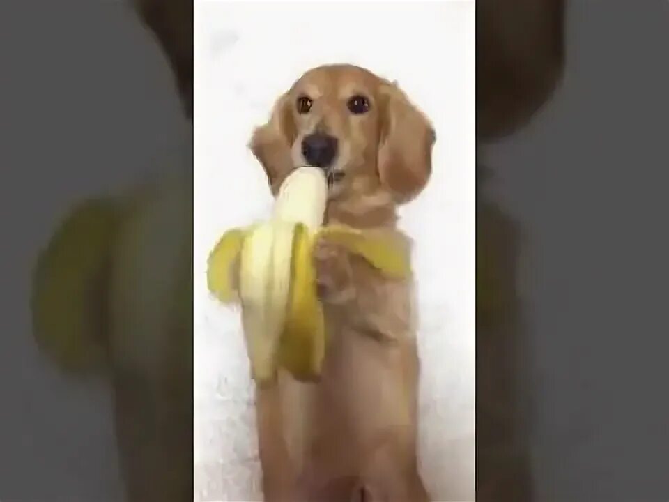 Можно собакам давать бананы. Собака ест банан. Щенок ест банан. Банановая такса. Такса ест банан.