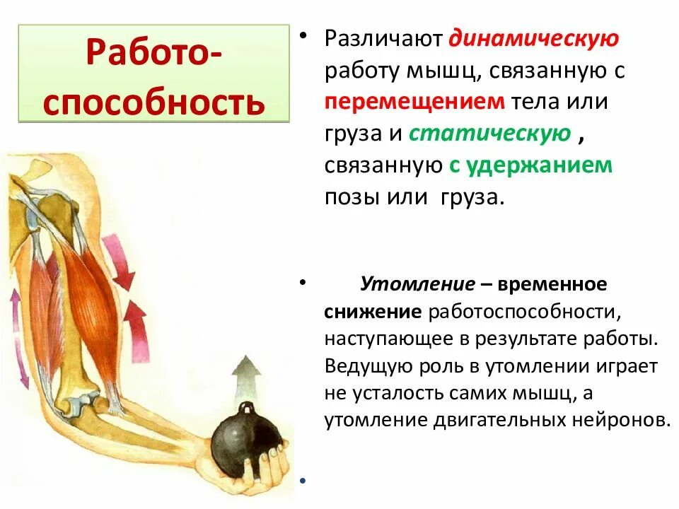 Утомление мышц при статической и динамической работе. Динамическая и статическая работа мышц таблица. Определение динамическая и статистическая работа мышц. Динамическая и статическая работа мышц биология. Работа мышцы зависит