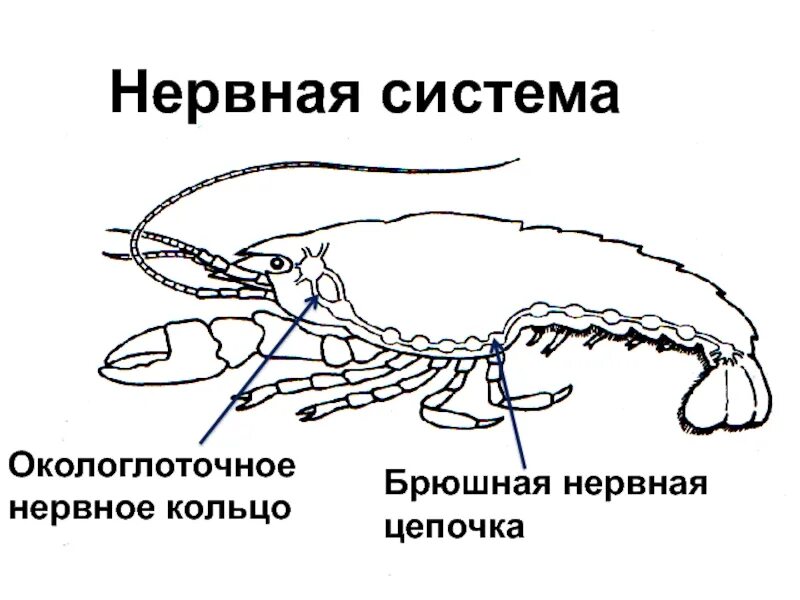 Системы ракообразных. Строение нервной системы ракообразных. нервная система система ракообразных. тип нервной системы у ракообразных. нервная система членистоногих ракообразные.