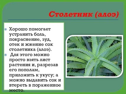 Особенности строения алоэ