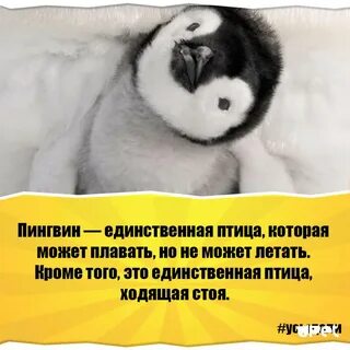 4 факта о животных
