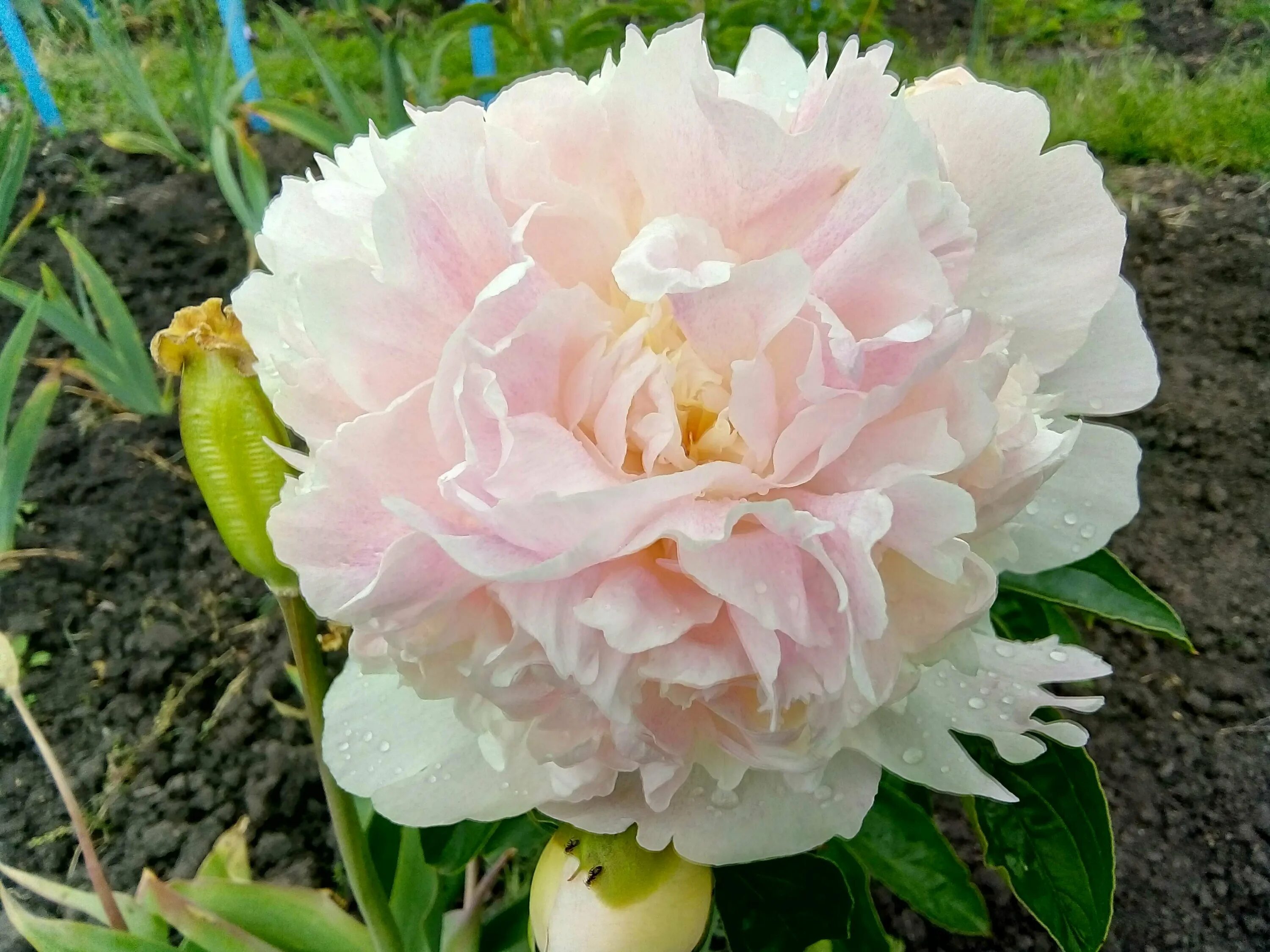 Пион raspberry sundae. Пион распберри сандей. Пион raspberry sundae. Пион разберри сандейпь. Пион молочноцветковый raspberry sundae.