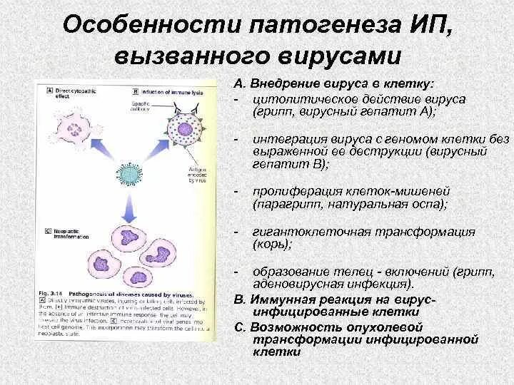 Внедрение вируса в клетку. Интеграция вируса. Цитолитическое действие вируса это. Особенности патогенеза вируса. Вирусы патогенез