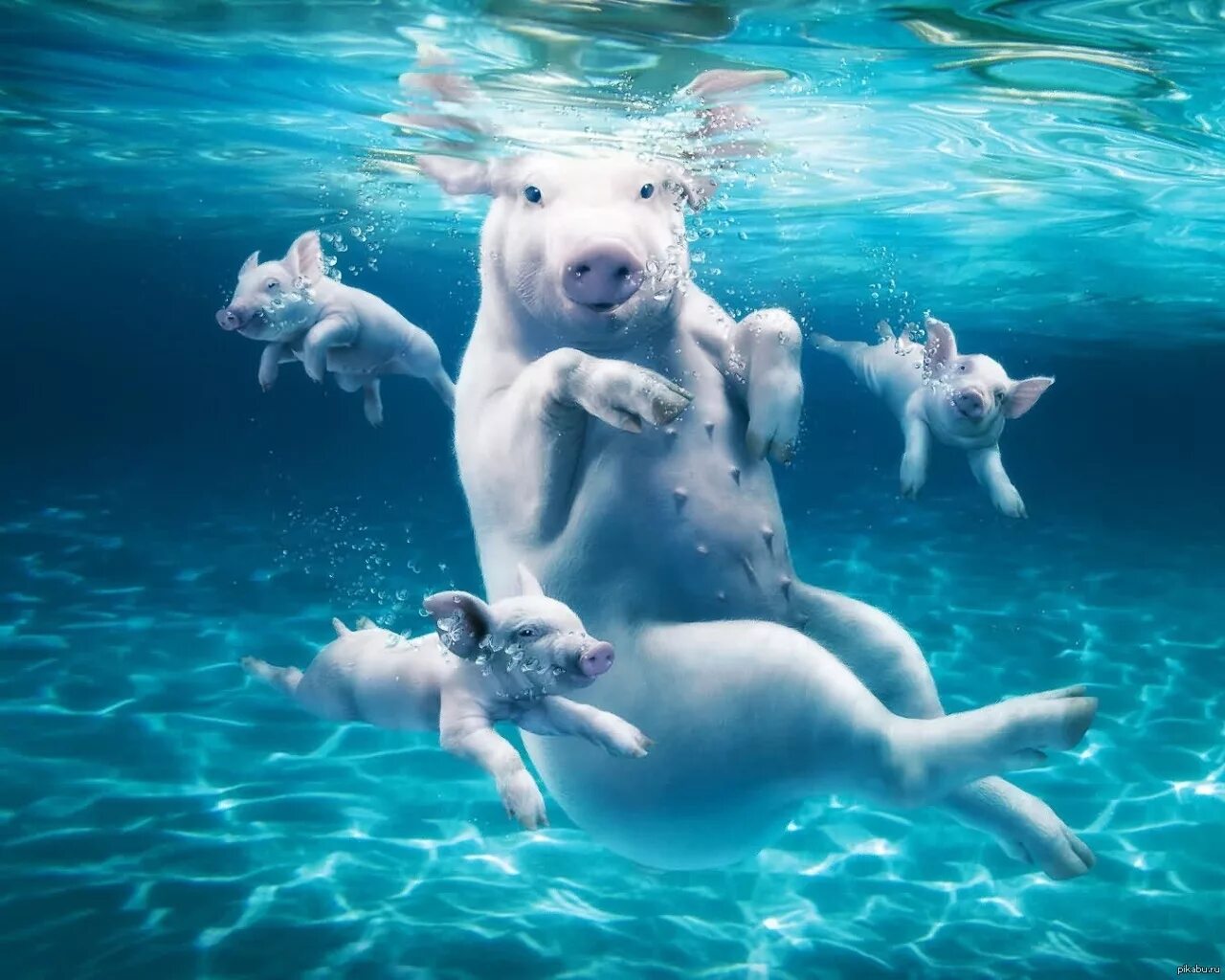 Animals swim