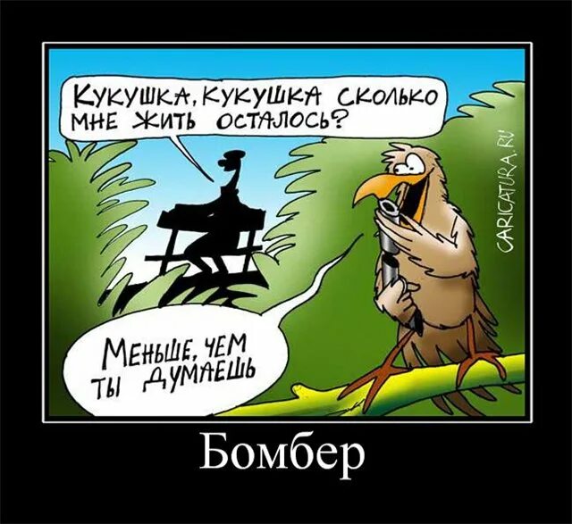 Кукушка карикатура. Кукушка птица. Кукушка фото. Кукушка за рекой сколько жить осталось. Кукушка за рекой сколько жить осталось.