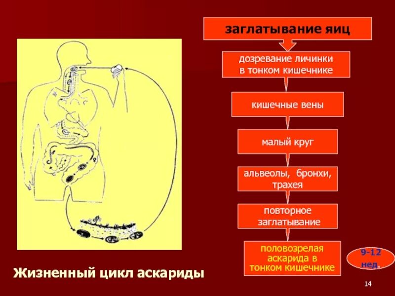 Личинка аскариды развивается в воде. Жизненный цикл аскариды человеческой схема.