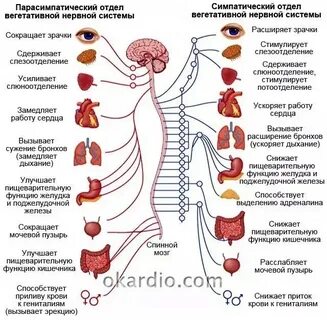 Уменьшение потоотделения какая нервная система