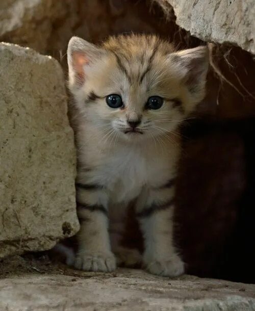 Rare Sand Kitten Birth Gives Hope for Conservation Baby animals, Cuddly animals,