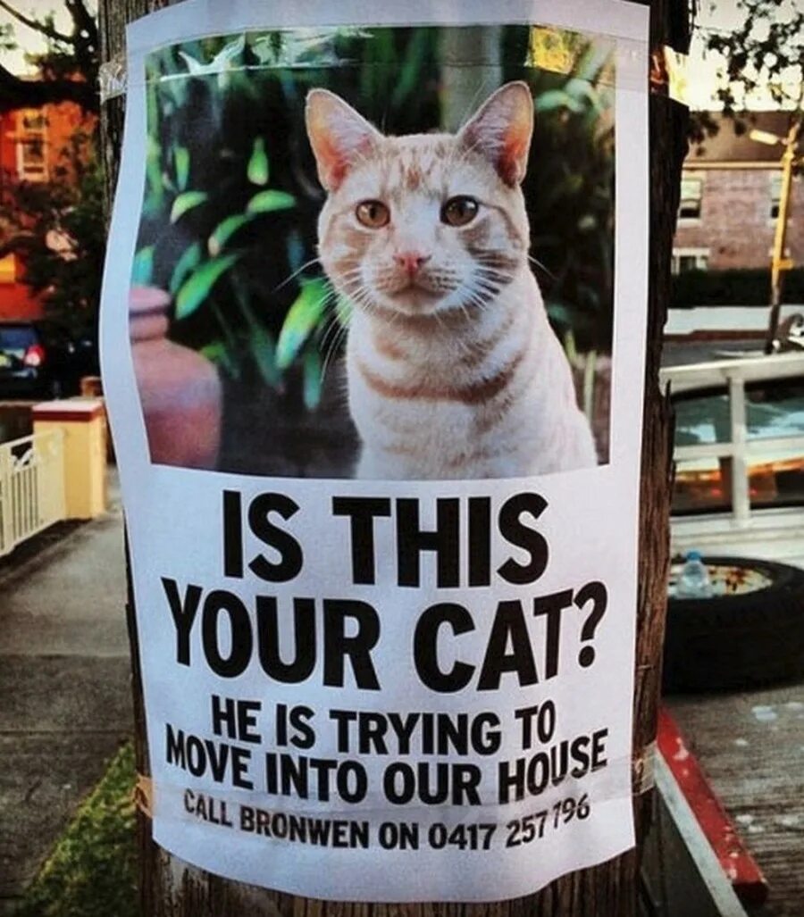 Missing Cat. Lost Cat meme. This Cat is our. Call me by your Cat. This your cat