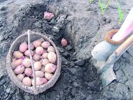 Сотки картошки
