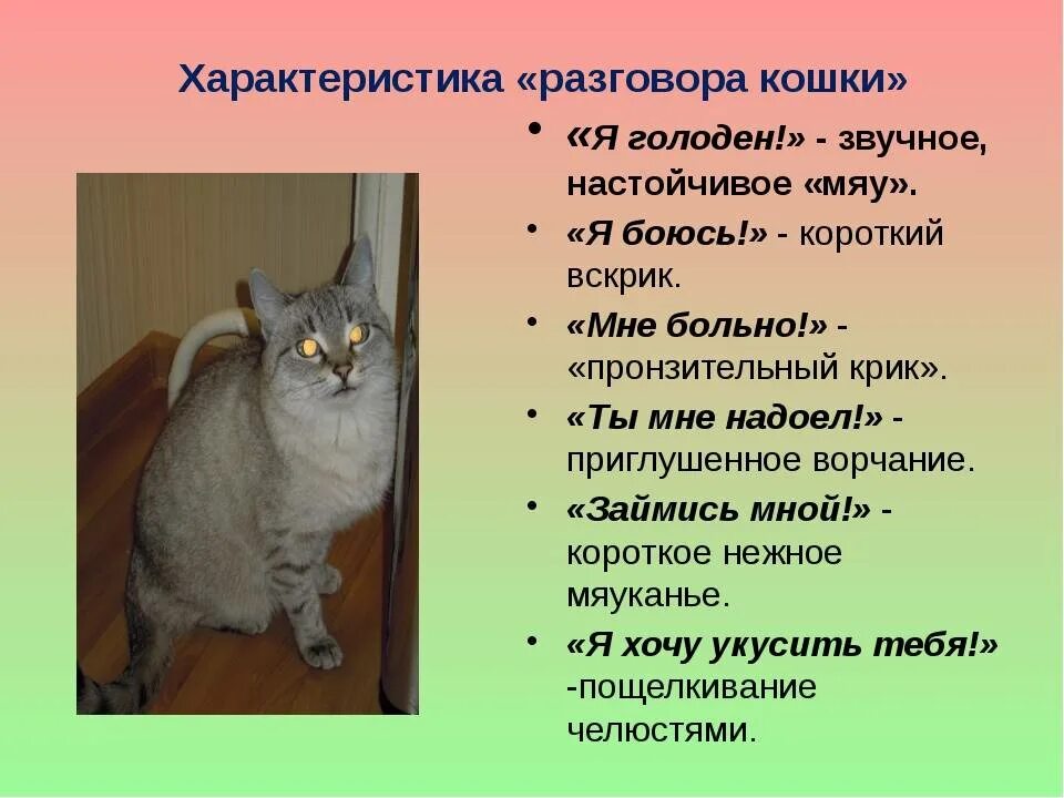 Фото кота. Характеристика кошки. Если животные умеют говорить. Разговор с котом. Если бы животные умели разговаривать я с людьми.