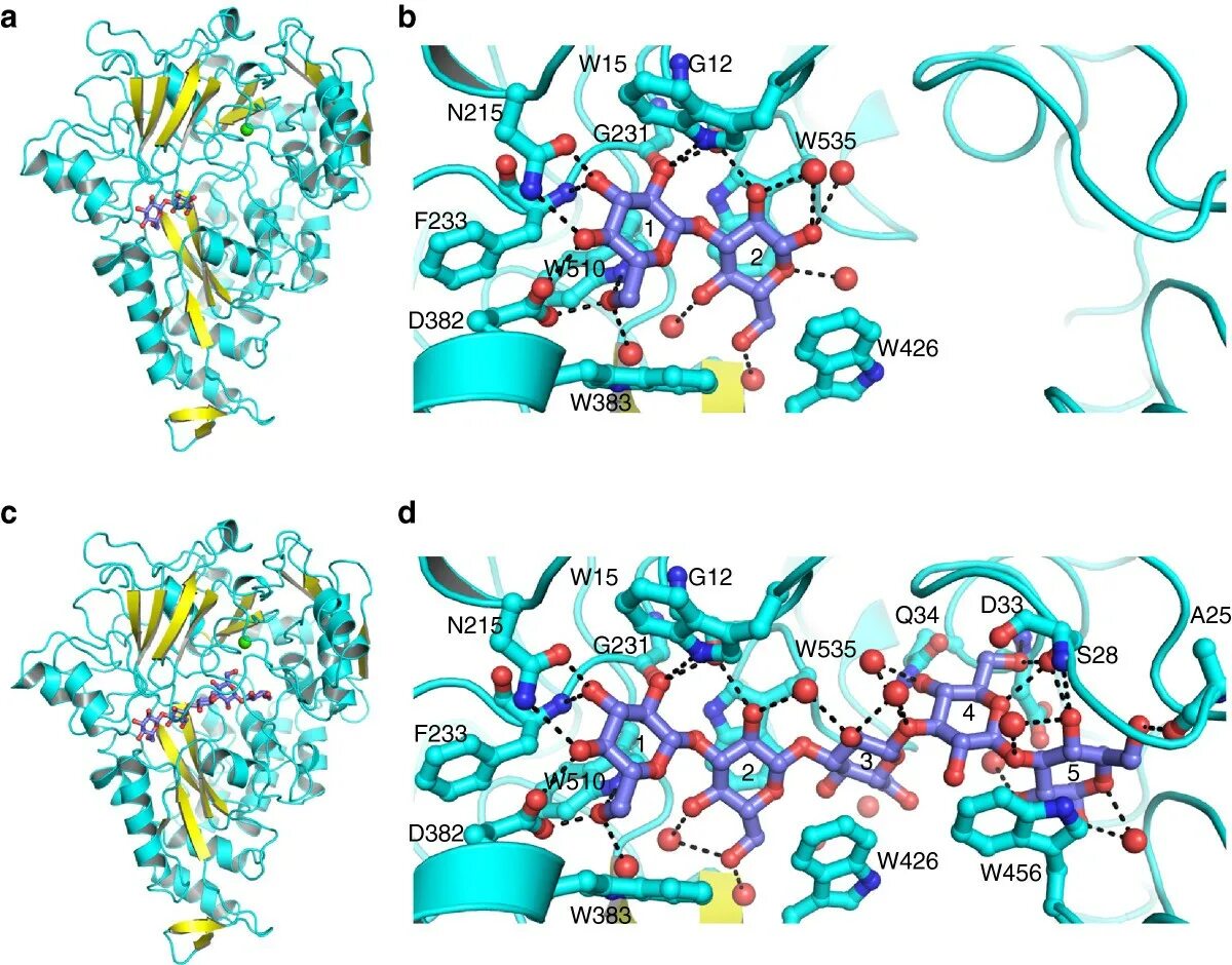 Лиганд биохимия. Взаимодействие лиганд рецептор микробиология. Взаимодействие активных центров с белков с лигандами. Лиганд биохимия. Активные лиганды.