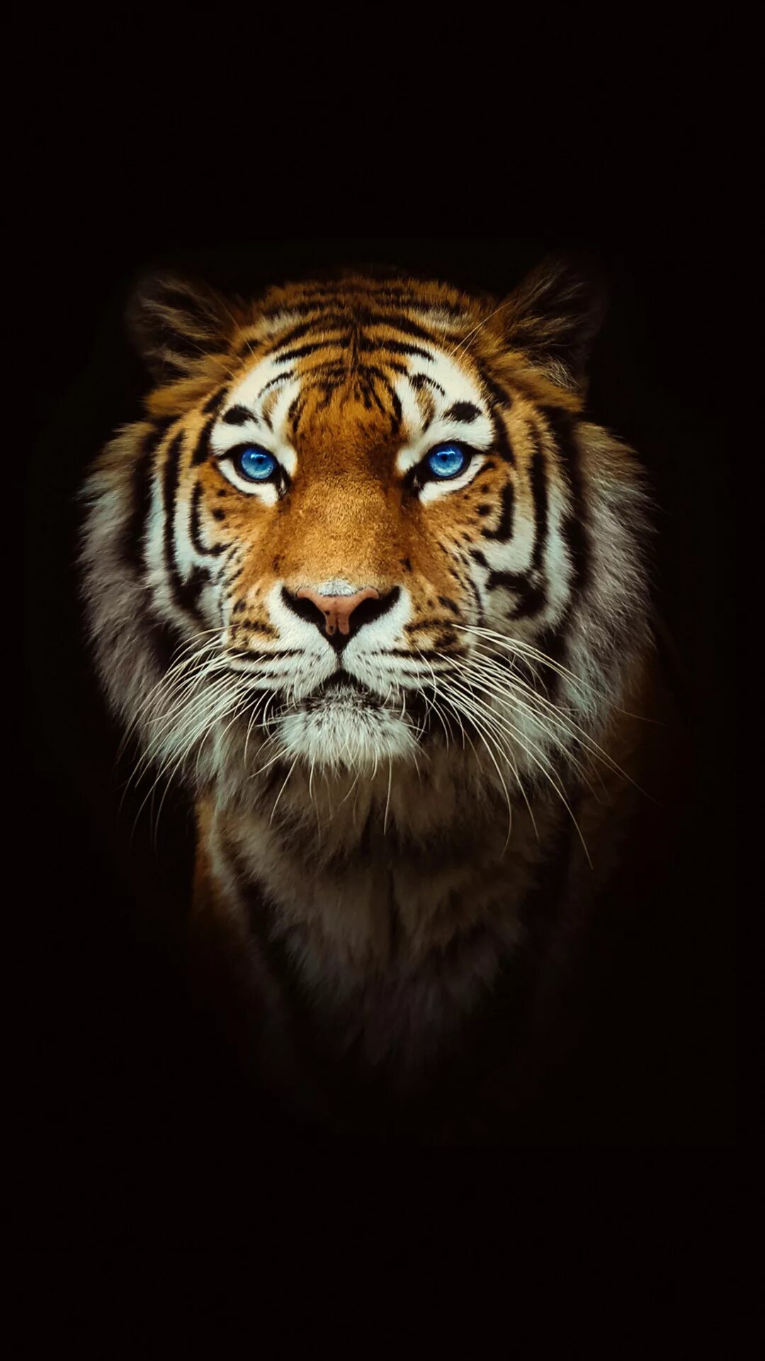 Заставки на телефон тиграми бесплатные. Тигр. Красивый тигр. Тигр обои. Тигр портрет.