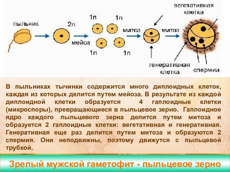 В результате чего образуется. В результате чего образуется
