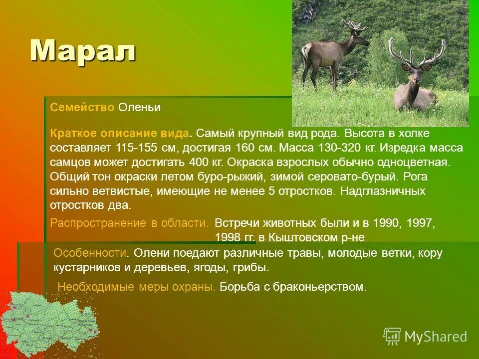 Олень Марал описание. Марал презентация. Марал описание. Олень Марал информация.