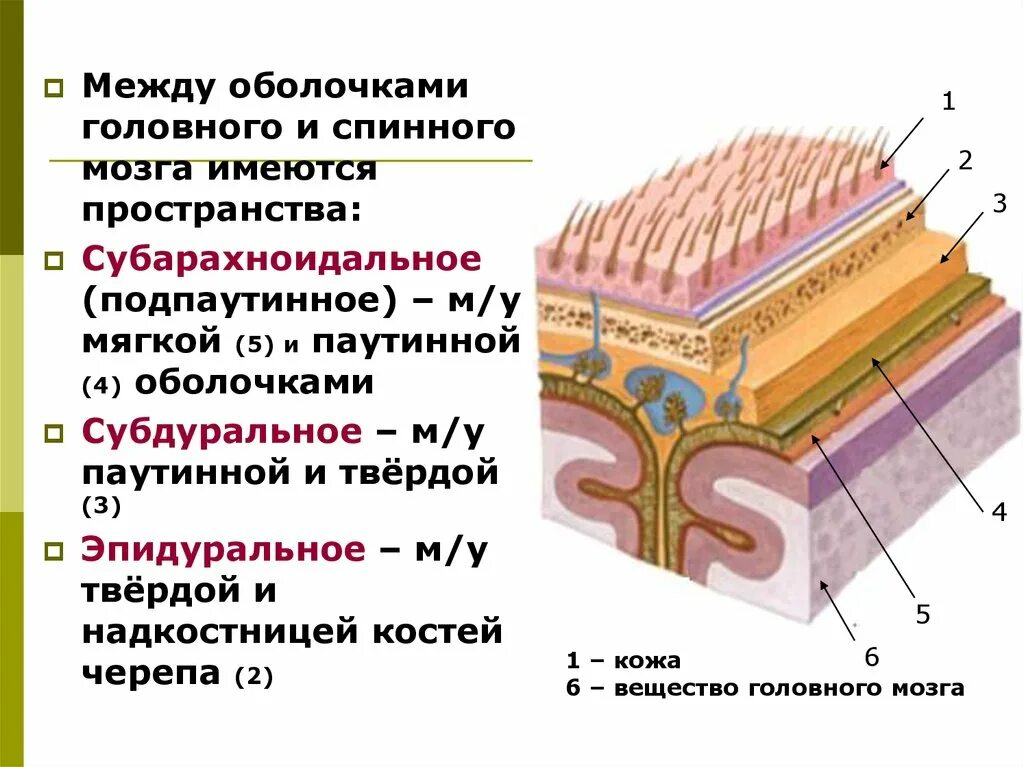 Внутренняя оболочка мозга. Оболочки мозга и МЕЖОБОЛОЧЕЧНЫЕ пространства. Оболочки головного и спинного мозгf. Оболочки и МЕЖОБОЛОЧЕЧНЫЕ пространства спинного мозга анатомия. Мозговые оболочки головного мозга строение.