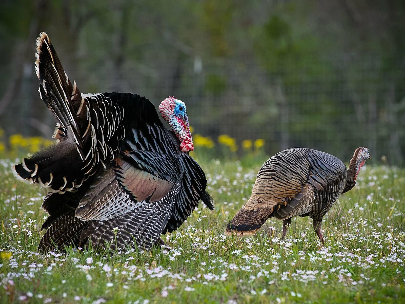 Индюк индюшка и индюшонок. Wild Turkey индюк. Индюк индюшка индюшонок домашние птицы. Индюк с индюшатами.