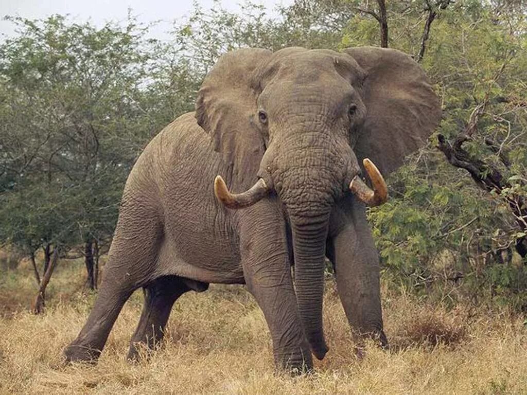 Слоны какой слон крупнее. Слоны в дикой природе. Необычные африканские животные. Слон в Африке. Огромные слоны.