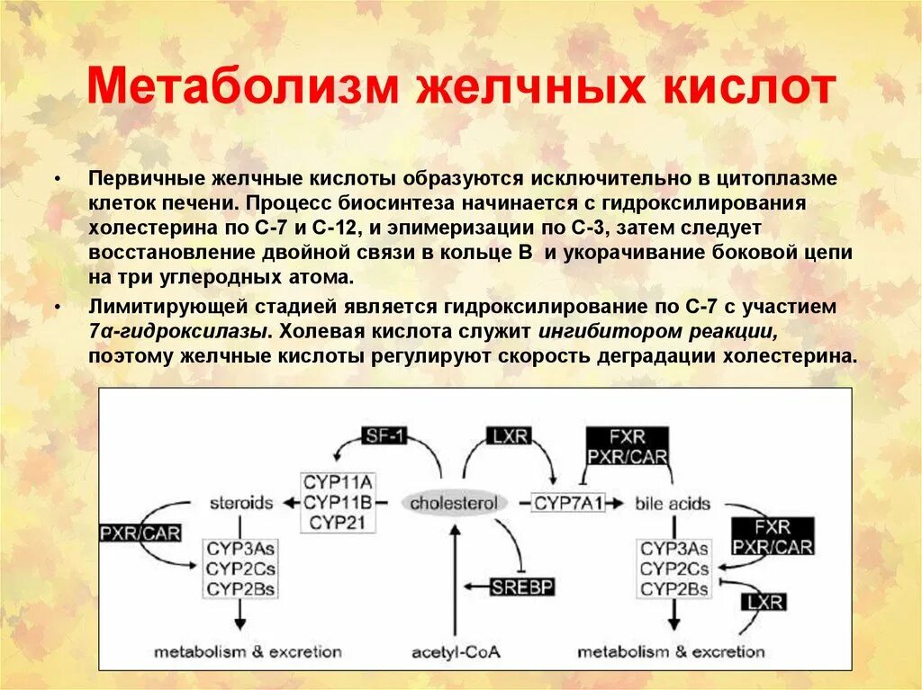 Метаболизм желчных кислот – этапы, характеристика.. Синтез первичных желчных кислот. Метаболизм желчных кислот биохимия. Метаболизм желчных кислот в печени. Желчные кислоты печени