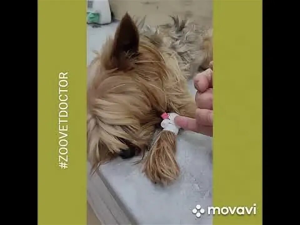 Когда кастрировать йорка. Смешные йорки. Когда кастрировать йорка. Когда кастрировать йорка. Стерилизация йоркширского терьера.