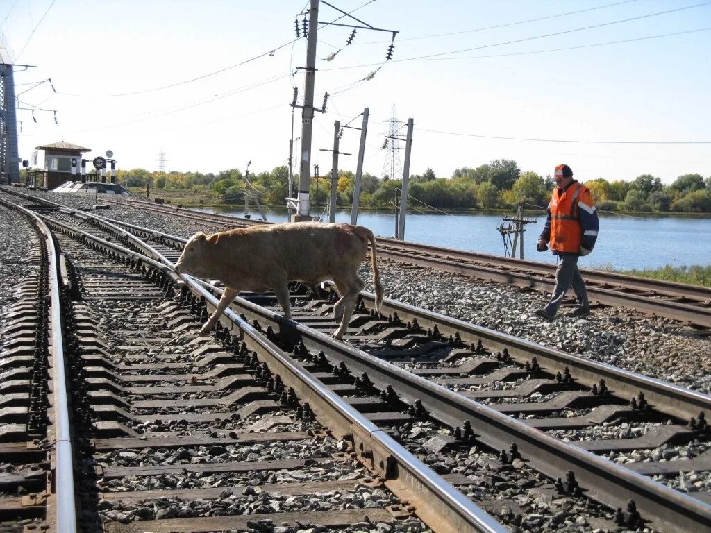 Скот на железной дороге. Коровы на путях. Корова на железной дороге. Животные на железной дороге. Животный ж д