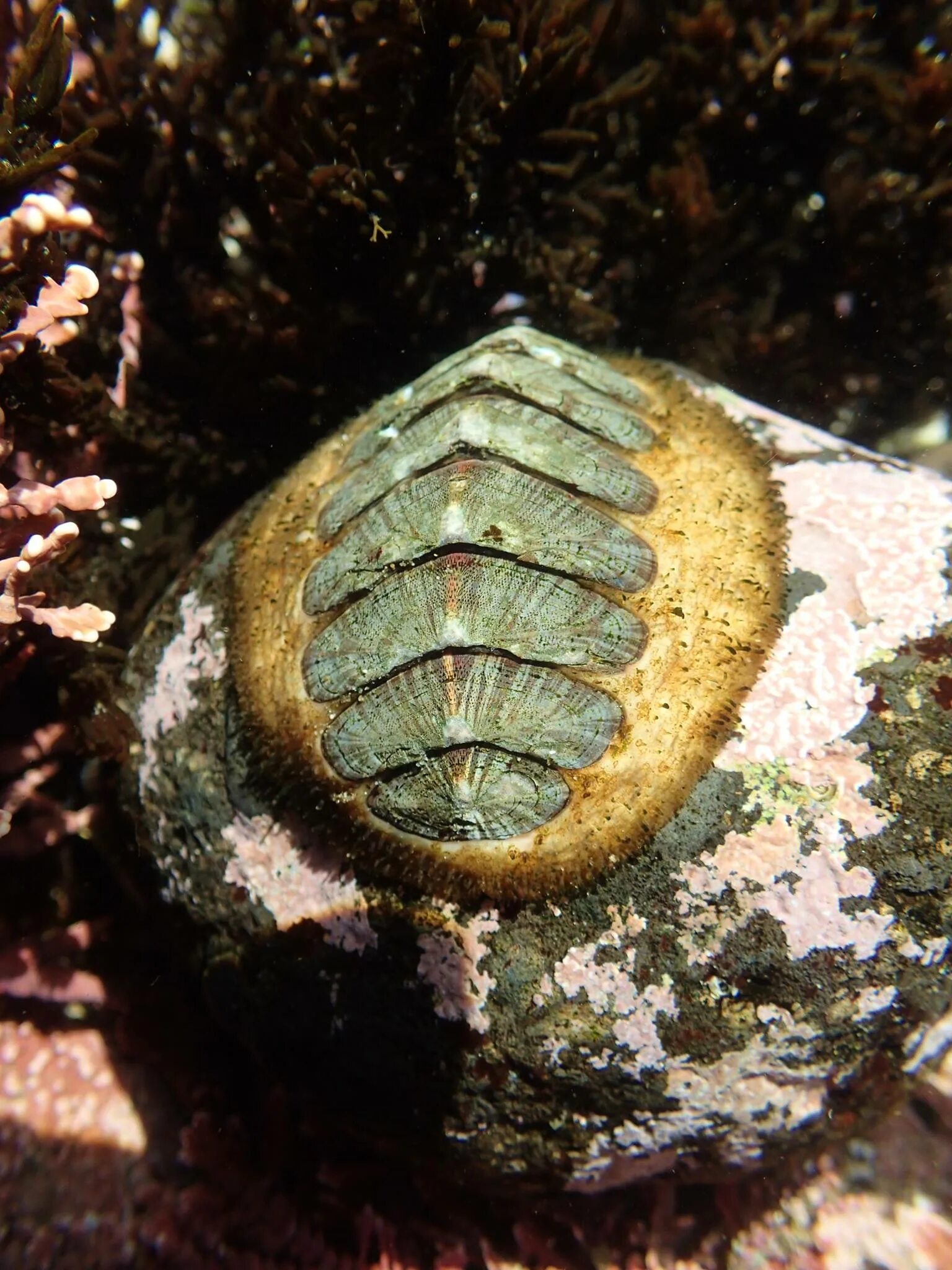 Chiton