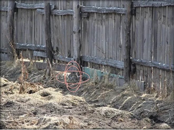 Как лучше сформулировать запрос чтобы найти кота. Найдите кота. найди кота. найдите кота на картинке. загадка найди кота.