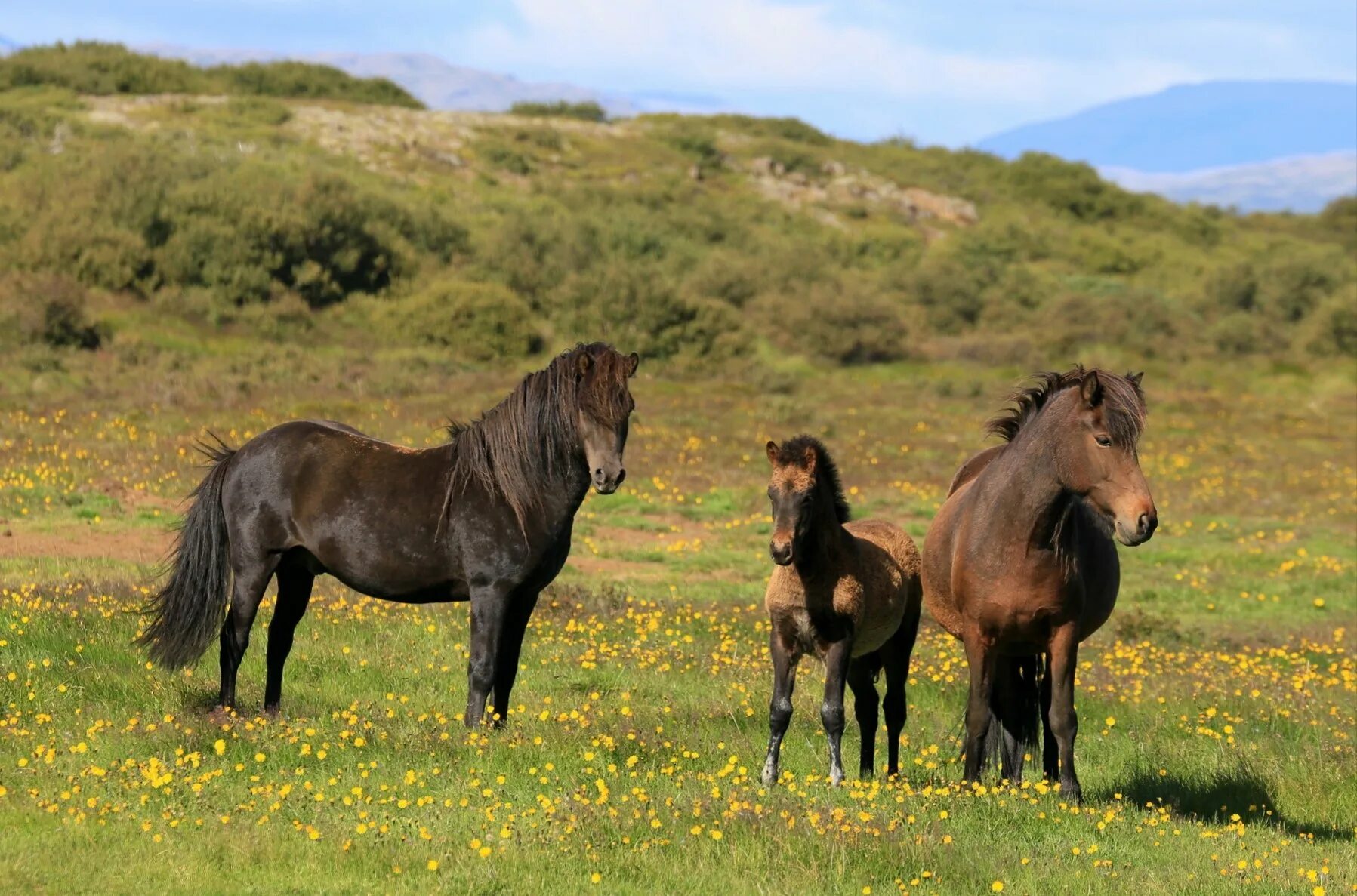Семья лошадей. Домашние животные лошадь. Семейка лошадей. Семья лошадей картинки.