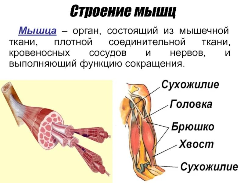 Кровеносная система человека выполняет опорную и двигательную